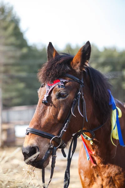 Portrét Koně Zdobené Barevnými Stuhami Pro Slavnostní Představení Cvičišti — Stock fotografie