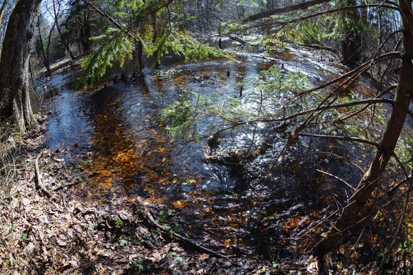 Inundación Del Río Bosque Con Pinos Altos Primavera Una Lente — Foto de Stock