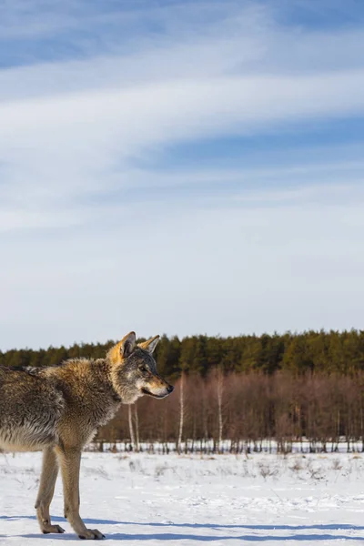 Profile Gray Wolf Field Snowy Sky Forest Distance — Stock Photo, Image