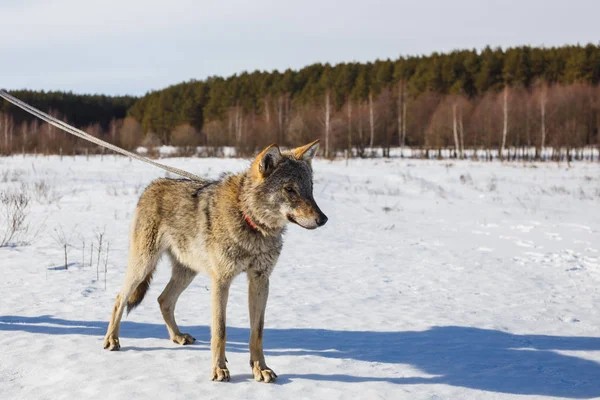 Wolf Winter Wide Field Leash Snow Blue Sky Forest — Stock Photo, Image