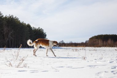Rus Borzoi köpek ile karlı bir alan kışın çalışır.
