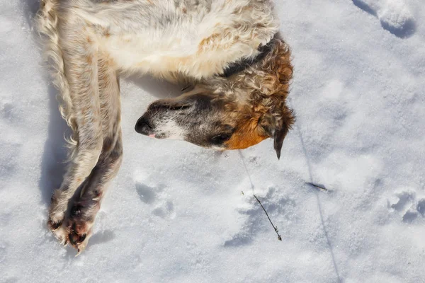 Russian Borzoi Dog Lying Snow Head Dog Close — Stock Photo, Image