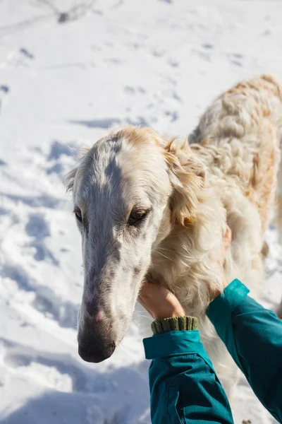 Female Hands Stroking Head White Borzoi — Stock Photo, Image