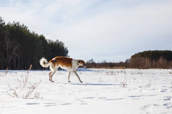 Russian Borzoi dog runs through a snowy field in winter — Stock Photo, Image