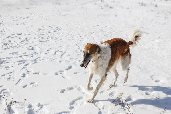 Russian Borzoi dog runs through a snowy field in winter — Stock Photo, Image