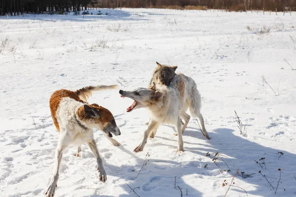 Fight of two hunting dogs of a dog and a gray wolf in a snowy field.