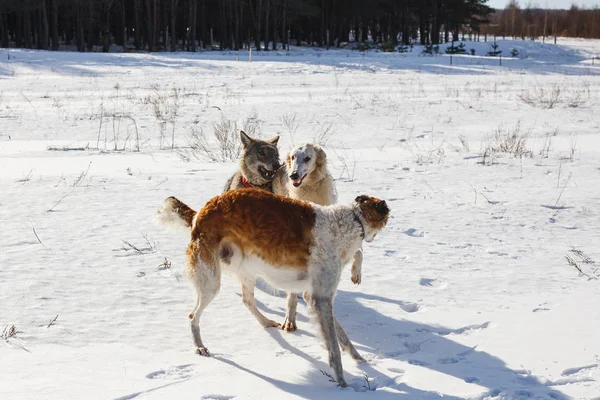 Fight of two hunting dogs of a dog and a gray wolf in a snowy field. — Stock Photo, Image