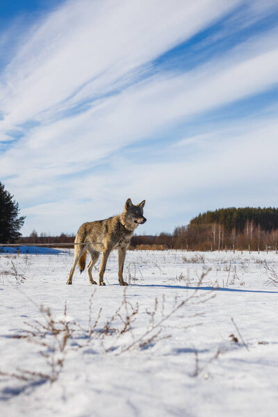 Gray wolf on the background of a stunning blue sky. Winter warm sun and snow