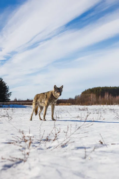 Gray wolf on the background of a stunning blue sky. Winter warm sun and snow — Stock Photo, Image