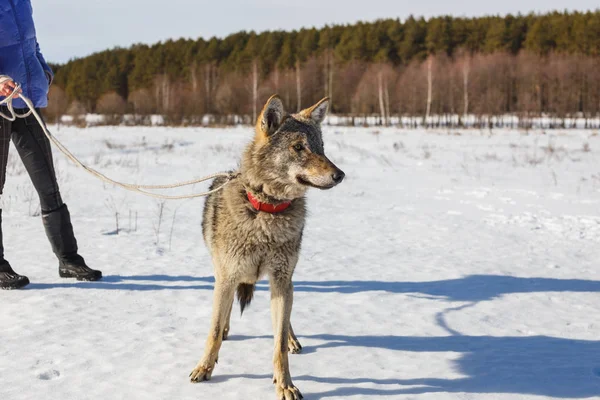 The girl is engaged in training a gray wolf in a snowy and sunny field. — Stock Photo, Image