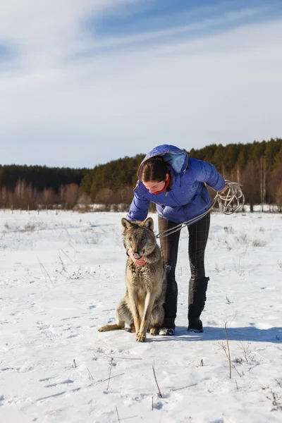 The girl and the gray wolf play together in a snowy and sunny field in winter — Stock Photo, Image