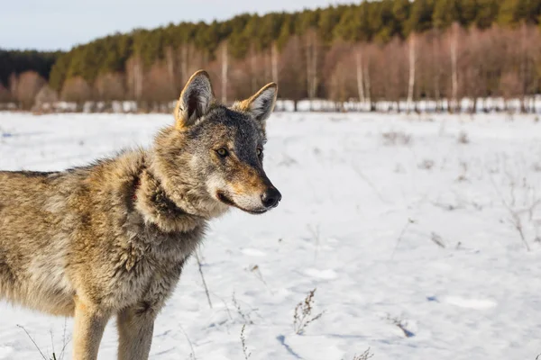 Gray wolf on the background of a stunning blue sky. Winter warm sun and snow — Stock Photo, Image