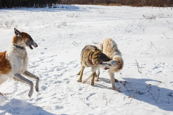Fight Two Hunting Dogs Dog Gray Wolf Snowy Field — Stock Photo, Image