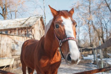 Komik at yüzü güneşli bahar gününde