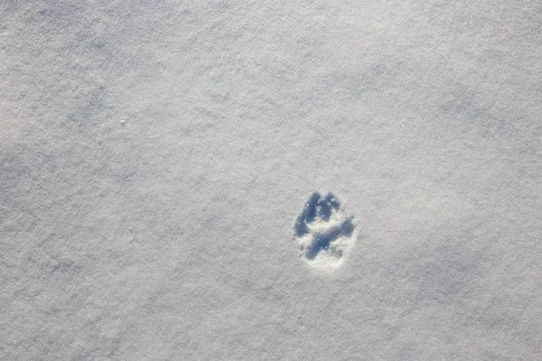 Trail of a wolf\'s paw on the snow in winter