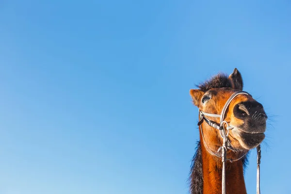 Překvapený hlavou červený kůň na modrém pozadí — Stock fotografie