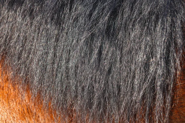 Černém koni hříva v close-up slunce. Lze použít jako texturu pro dekorace. — Stock fotografie