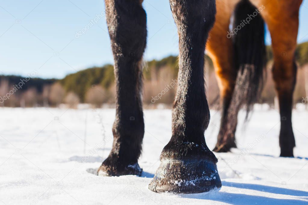Four hooves of a horse in a winter sunny field