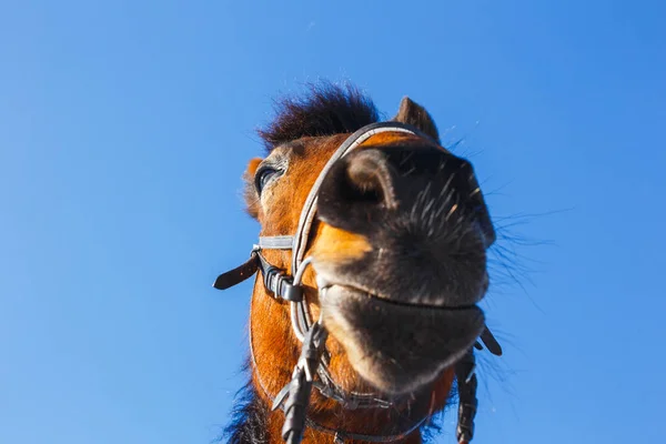 Cabeza de un caballo riendo sobre un fondo azul del cielo —  Fotos de Stock