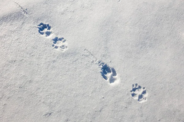 Wolf Trail or Footprints in the Snow in the Early Morning