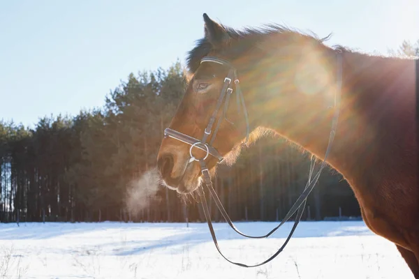 Hlava koně v podsvícení v zimě v poli na pozadí — Stock fotografie
