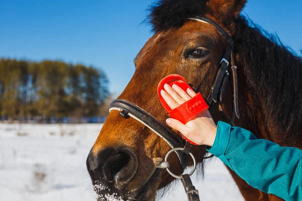 Caring for a horse after winter. Brushing the face to the brush