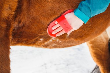 Kız bir at bir fırça ile göbek güneşli bir günde temizler.