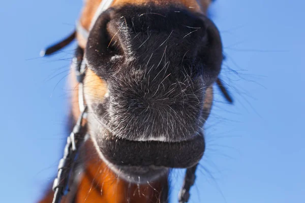 Nariz graciosa del caballo contra el cielo azul —  Fotos de Stock