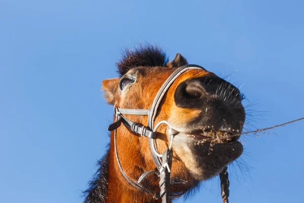 Tlamy koně kovboj se slámou v ústech na modrém poli — Stock fotografie