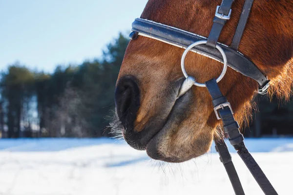Legrační nos koně proti modré obloze — Stock fotografie