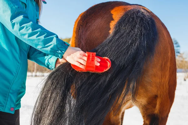 Girl is combing a magnificent horse tail