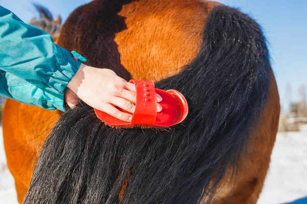 Dziewczyna jest czesanie ogon wspaniałego konia — Zdjęcie stockowe