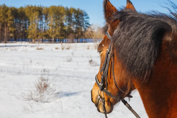 Un campo de caballos está de pie con su espalda y mira hacia el bosque — Foto de Stock