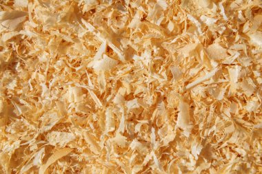 Taze beyaz talaş dokusuna yakın çekim. Arka planı için