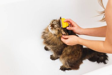 Bir kız ile bir furminator bir kedi kaşıyor. Arka plan olarak beyaz banyo