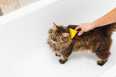 Bir kız ile bir furminator bir kedi kaşıyor. Arka plan olarak beyaz banyo