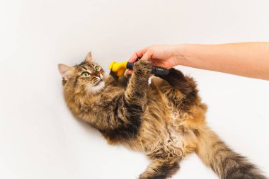 Bir kız ile bir furminator bir kedi kaşıyor. Arka plan olarak beyaz banyo