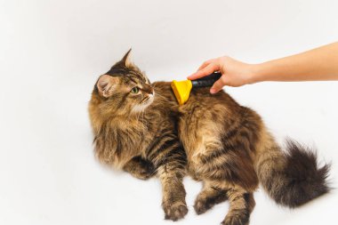 Bir kız ile bir furminator bir kedi kaşıyor. Arka plan olarak beyaz banyo