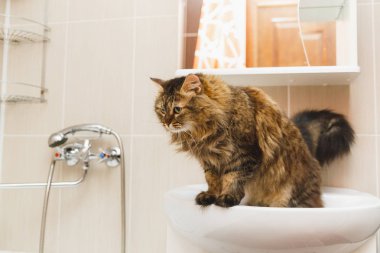 Kabarık kedi beyaz lavabo banyo üzerinde duruyor ve tepeden bakıyor