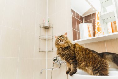 Kabarık kedi beyaz lavabo banyo üzerinde duruyor ve örnek alıyor