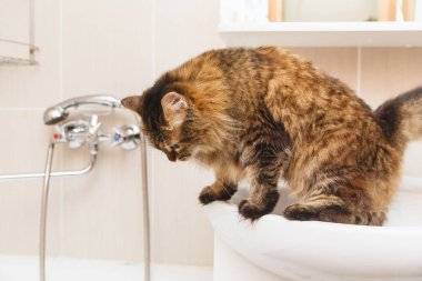 Kabarık kedi beyaz lavabo banyo üzerinde duruyor ve tepeden bakıyor