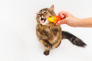 Beyaz bir arka plan üzerinde sarı bir timsah ile kabarık kedi çalış. Kızın elini tutmak bir oyuncak