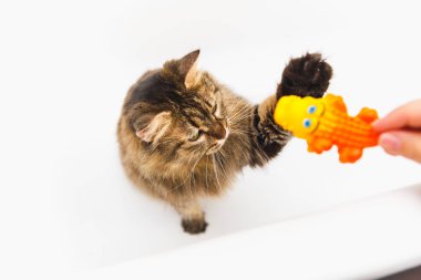 Kabarık kedi sarı bir timsahla çalış. Kızın elini tutmak bir oyuncak. Arka plan olarak beyaz banyo