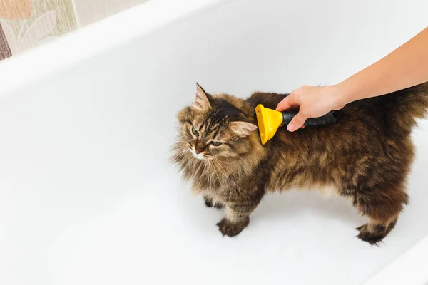 Bir kız ile bir furminator bir kedi kaşıyor. Arka plan olarak beyaz banyo