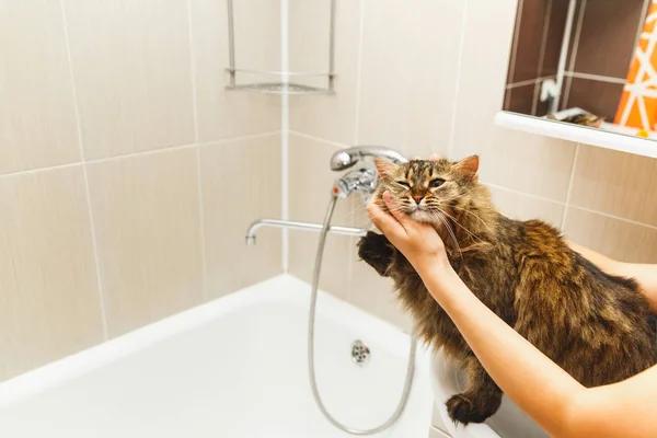 Kız beyaz bir lavabo banyo üzerinde kabarık kedi vuruş