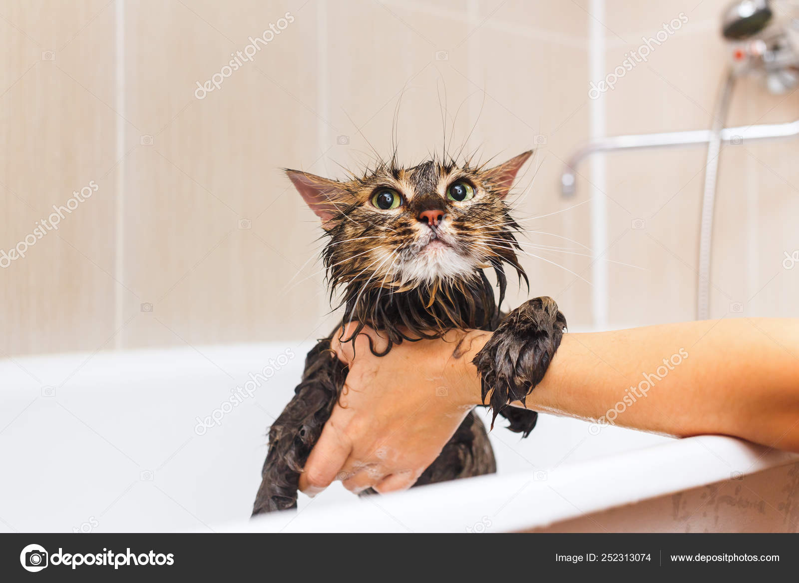 Fluffy wet cat in the bathroom. On a white background Stock Photo