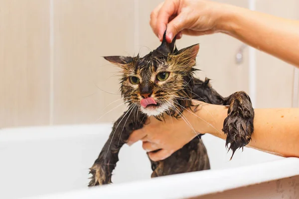Kız beyaz bir banyoda kabarık bir kedi yıkıyor