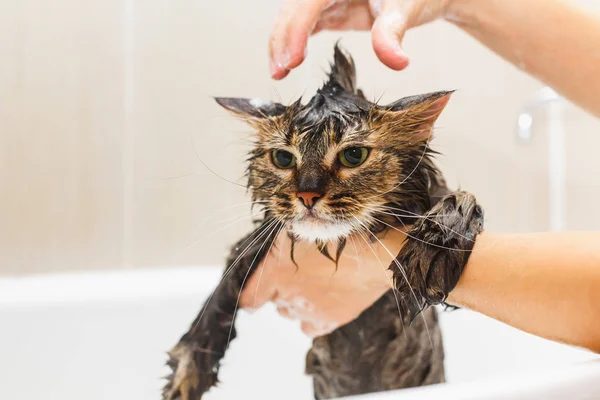 Kız beyaz bir banyoda kabarık bir kedi yıkıyor