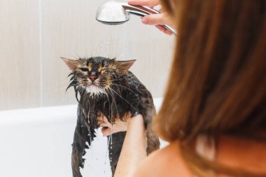 Banyoda kabarık ıslak kedi duş alır