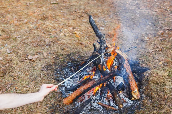 A man fries sausages against the grass on a campfire in the spring forest. In the frame of one hand.